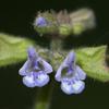 Clinopodium chinense