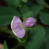 Desmodium heterophyllum