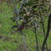 Turdus chrysolaus chrysolaus