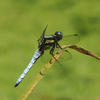 Orthetrum japonicum internum