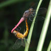 Orthetrum pruinosum neglectum