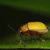 Cryptocephalus kanoi