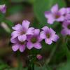 Oxalis corymbosa