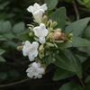 Abelia chinensis ionandra