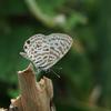 Leptotes plinius