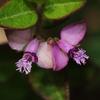 Polygala japonica