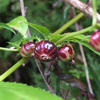 Cyclocodon lancifolius lancifolius