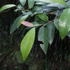 Ficus pumila awkeotsang