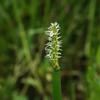 Eleocharis dulcis dulcis