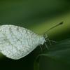 Leptosia nina niobe