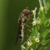 Plantago asiatica