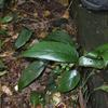 Epipremnum pinnatum