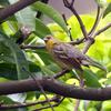 Emberiza sulphurata