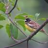 Emberiza aureola ornata