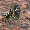 Papilio xuthus