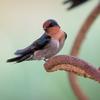 Hirundo tahitica namiyei