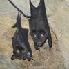 Hipposideros armiger terasensis