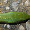 Cyclophiops major