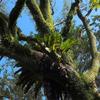 Asplenium australasicum