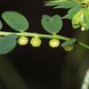 Phyllanthus hookeri