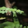 Phyllanthus tenellus
