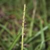 Eremochloa ophiuroides