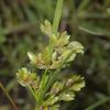 Cyperus eragrostis