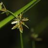 Cyperus haspan