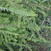 Phyllanthus myrtifolius