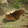 Papilio castor formosanus