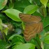 Junonia iphita