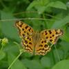 Polygonia c-aureum lunulata