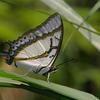 Polyura eudamippus formosana