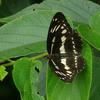 Limenitis sulpitia tricula