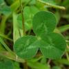 Trifolium repens