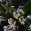 Alpinia formosana