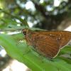 Caltoris cahira austeni