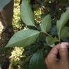 Pourthiaea lucida