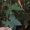 Solena amplexicaulis