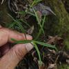 Hedyotis tenelliflora