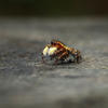 Carrhotus xanthogramma
