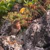 Turdus ruficollis