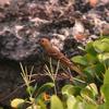 Carpodacus erythrinus grebnitskii