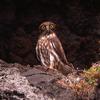 Ninox japonica japonica