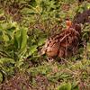 Scolopax rusticola