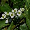 Sagittaria sagittifolia