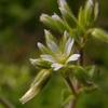 Cerastium fontanum vulgare