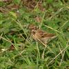 Emberiza pallasi polaris