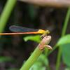 Ceriagrion auranticum ryukyuanum