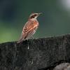 Turdus eunomus